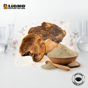 Poudre de Phellinus Linteus séchée à froid certifiée biologique, halal/casher LiGNO SH02, riche en polyphénols, qualité alimentaire, spectre complet - Product Image 1