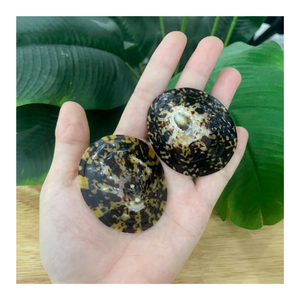 Coquille de limette naturelle à texture lisse, idéale pour la décoration artistique, le design sur le thème côtier et la production artisanale. - Product Image 1