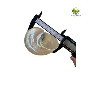 เปลือกหอยสังข์สีเขียวธรรมชาติ เปลือกหอยมุกขนาดใหญ่ สำหรับงานศิลปะ งานฝีมือ ทำเครื่องประดับ ตกแต่งบ้าน ขายส่ง - Product Image 4