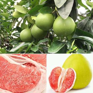 POMELO-fruta fresca de grado 1 de VIETNAM, fruta cítrica fresca de alta calidad, fruta de uva para venta, 2022 - Product Image 5