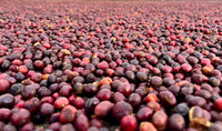Кофе в зернах IIglobal Robusta Dark Roasted, темная обжарка, с насыщенной кремой и интенсивным вкусом, высший сорт, Вьетнам, 1 кг, для профессионального использования баристами