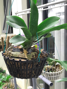 Wholesale Hengsheng Classic Polyresin Metal Chain Hanging <b>Plant</b> Pot & <b>Basket</b> Garden Supplies Factory Direct Price Premium - Product Image 5