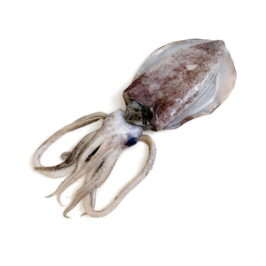 Good Quality Frozen Whole Round Fresh Cuttlefish With Block Freezing No Soaking - Product Image 4