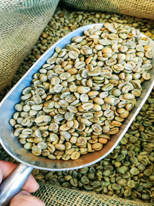 เมล็ดกาแฟดิบสีเขียวจากเวียดนาม สำหรับผลิตภัณฑ์เสริมอาหาร เกรด 1 ขายส่งผลิตภัณฑ์เกษตร - Product Image 5