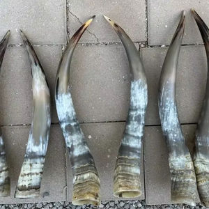 งานตกแต่งผนังรูปเขาสัตว์ขัดเงาแบบลองฮอร์น คู่หนึ่ง ดีไซน์อาร์ตเดโค ขนาดใหญ่ 27 ถึง 35 นิ้ว สำหรับงานแต่งงาน วันเกิด วันครบรอบ - Product Image 1