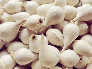 Poudre d'ail biologique – Sans additifs, qualité supérieure, assaisonnement naturel // Mr.Tom - Product Image 2