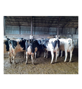 Proveedor Mayorista de Vacas Holstein Premamás de Primera Calidad para Granjas Lecheras, Criadores, Importadores, Exportadores y Comerciantes - Product Image 6