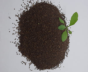 Albahaca 100% pura y Natural, suministro de la India - Product Image 5