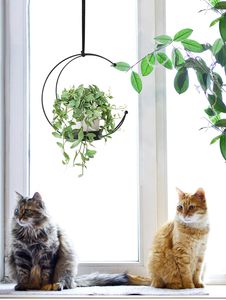 Suspension de jardinière en métal pour décoration intérieure, fenêtre, salon, balcon, support pour plantes, finition noire, style design moderne - Product Image 5