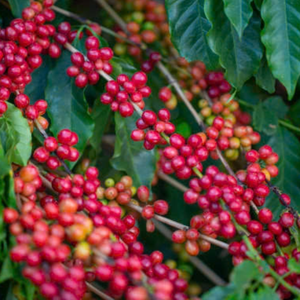 Venta caliente Vietnam Arábica granos de café verde 96% madurez con cafeína audaz amargura listo para la exportación - Product Image 5