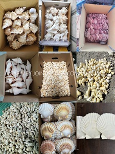เปลือกหอยทะเลธรรมชาติขายส่ง ขนาด 10-13 ซม. เปลือกหอยเชลล์สำหรับงานฝีมือ ทำด้วยมือจากเวียดนาม บรรจุภัณฑ์ปลอดภัย ส่งออกเปลือกหอย - Product Image 4