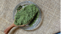 EKSPORTIR BUBUK DAUN KATUK VIETNAM Bubuk Daun Kering Murni 1kg Kemasan Besar untuk Minuman Teh, Sup, dan Pembuatan Makanan