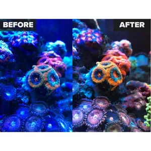 Servicio de Edición de Fotos Subacuáticas con Corrección de Color Profesional, Recuperación de Destellos y Limpieza de Fondo al Mejor Precio - Product Image 5