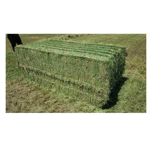 Heno de Alfalfa Premium al por Mayor, Venta Directa de Fábrica, Heno Verde con Alto Contenido de Proteínas para Ganado, Exportación - Product Image 2