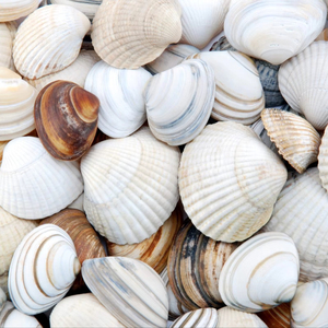 ชุดเปลือกหอยหลากหลายชนิดสำหรับตกแต่งตู้ปลาและใช้เป็นอุปกรณ์ประกอบฉากถ่ายภาพ - Product Image 1