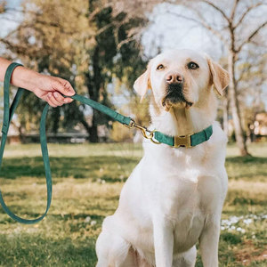 Collar de Cuero para Perro con Correa Clásica a Juego, Ajustable, con Hebilla Metálica y Anillo en D Cosido para Paseos Diarios - Product Image 4