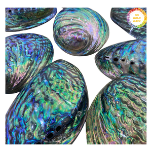 Eco-Friendly Polished <b>Abalone</b> <b>Shell</b> Green Tone - Product Image 2