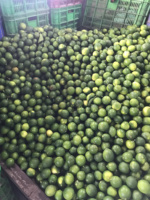 Verse Vietnam Pitloze Citroenen Natuurlijk Gerijpt Premium Kwaliteit Verpakt Voor Wereldwijde Detailhandel Groothandel En Supermarktverkoop