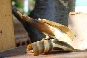 Handmade Buffalo Horn Art Show Piece Affordable Stylish Decorative Sculpture for <b>Coffee</b> <b>Table</b> Shelf Display - Product Image 4