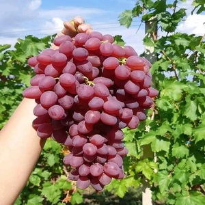 Uvas Rojas de Alta Calidad con un Hermoso Color, Apariencia Fresca y Sabor Jugoso, Diseñadas para Venta al por Menor, Restaurantes y Cafeterías - Product Image 2