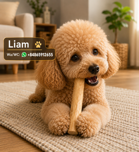 Juguete Masticable Natural de Madera de Café para Perros, Ecológico, en Forma, Empaquetado en una Bolsa para Morder y Chupar [Liam +84 865 912 655] - Product Image 3