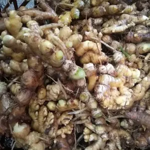 Shampooing Crème Bio au Gingembre Frais et à la Citronnelle de Vietnam |   SOIN NUTRITIF HERBAL VÉGÉTARIEN ANTI-PICOTURE POUR CHEVEUX ET CUVEAU - Product Image 3