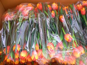 ทิวลิปเพลย์ซาวด์ ของตกแต่งบ้านทำมือจากไม้กระถินณรงค์ ดีไซน์โรแมนติก ขัดเงาอย่างประณีต ความยาว 37 ซม. น้ำหนักเบา 0.05 กก. เหมาะสำหรับเป็นของขวัญ - Product Image 3