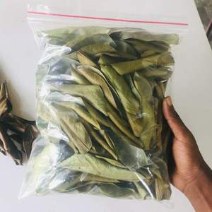 Té Negro Orgánico de Hojas de Guanábana Sin Azúcar, Beneficios para la Salud, 25 Bolsitas de Té, Calidad Premium - Product Image 2