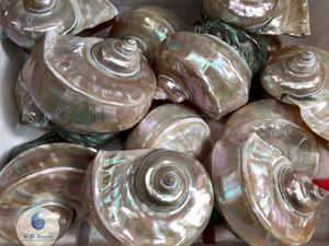 เปลือกหอยมุกขัดเงาสวยงาม เปลือกหอยสังข์ขนาดใหญ่ เปลือกหอยเทอร์โบ เปลือกหอยสังข์สีเขียวขนาดยักษ์ เปลือกหอยมาร์มาตัส - Product Image 2