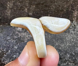 Anillo de Cuerno Hecho a Mano, Nuevo Diseño, Collar de Cuerno de Búfalo, Artesanía India, para Fiestas y Bodas, Cuerno Natural con Anillos, Gran Venta - Product Image 4