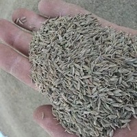 Grande Vente : Graines de Cumin Séchées AD de Haute Qualité à Bas Prix, Granulés 100kg – Fournisseur Premium, Vente en Gros, Fabrication, Exportation Allemagne 2