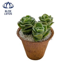 BEST-SELLER Pot en fibre de coco écologique et durable de qualité supérieure, biodégradable, avec trou de drainage, pour la croissance des plantes, vente en gros - Product Image 1