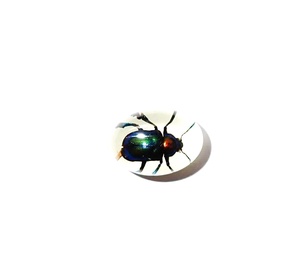 Escarabajo de Hoja Brillante, Espécimen Real, Cabujón de Plástico Ovalado de 12x18 mm, Base Plana Brillante para Manualidades y Joyería - Product Image 1