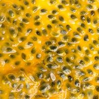 Vers Fruit Premium Kwaliteit Tropisch Vers Fruit voor Export en Voedselverwerking