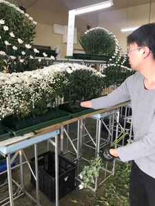 Plateau floral en plastique durable avec mousse de maintien pour une arrangement floral stable, décoration de table pour la fête des mères, Noël, mariages et événements - Product Image 5