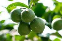 Wereldwijde marktvoorraad natuurlijke Vietnamese limoen, gesneden, gedroogd, 200gr verpakking, nieuwe frisse smaak, Mekong River Co. Ltd, 12 maanden houdbaarheid