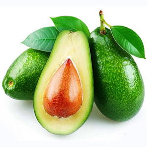 PROVEEDORES DE AGUACATE HASS ORGÁNICO AL POR MAYOR / AGUACATE DELICIOSO EN VENTA Aguacate Fresco para Exportación Mundial - al Mejor Precio para Mayoristas - Product Image 4
