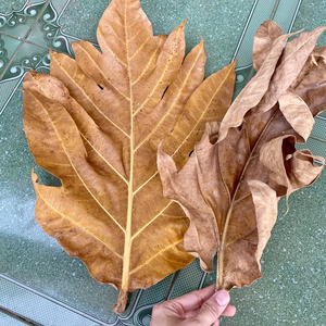 Hojas de panacá deshidratadas 0.5 Oz 14 g, hoja de Artocarpus altilis deshidratada, hoja de sake deshidratada, hoja de panacá deshidratada al sol, proveedor de hojas de panacá deshidratadas, ANGLE - Product Image 1