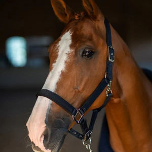 Licol pour cheval de qualité supérieure, avec bande de nez personnalisable, en cuir tressé fait main, nouveau design - Product Image 2