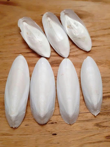 Hueso de Sepia de Alta Calidad, Suplemento Natural de Calcio para Loros, Periquitos, Tortugas y Aves de Compañía, para el Mantenimiento Saludable del Pico - Product Image 5