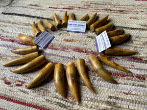 Cuerno de Búfalo Natural Ecológico, Pulido, con Punta Quemada, Rústico, para el Año Nuevo Chino, de Alta Calidad - Product Image 3