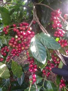 HANCOFFEE Café instantané expresso froid de haute qualité prêt à boire Marque privée ODM/OEM Meilleur prix - Product Image 5