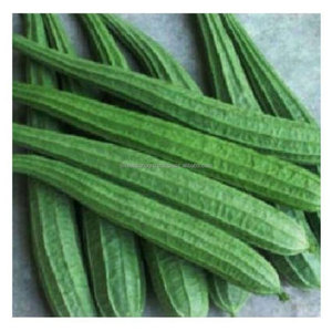 Calabaza Fresca Orgánica de Granja, Suministro Directo, Calidad de Exportación, Luffa Verde de Bangladesh, Six Season Agro Traders - Product Image 2