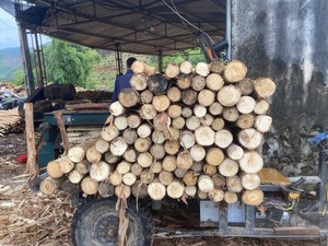 Produit phare en gros : Placage de noyau 100 % naturel (pin/eucalyptus/acacia) pour la fabrication de contreplaqué - Product Image 4