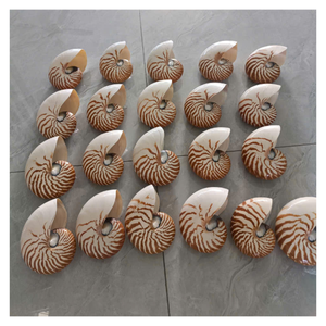 เปลือกหอยนอติลุสพรีเมียมสำหรับงานศิลปะ งานฝีมือ ตกแต่งตู้ปลา และใช้เป็นของตกแต่ง พร้อมบริการรับสั่งซื้อจำนวนมากและสนับสนุนการส่งออก - Product Image 1