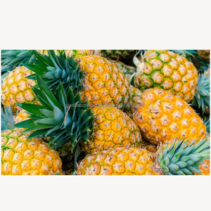 สับปะรดพรีเมียมสดใหม่ ผลไม้เขตร้อนหวานฉ่ำ คุณภาพส่งออก ผลิตจากฟาร์มสดใหม่ ขายส่งจำนวนมาก ผู้จัดจำหน่ายจากบังกลาเทศ ซิกซ์ ซีซั่น อะโกร - Product Image 2