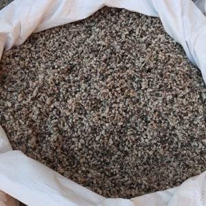 Natural Cottonseed Premium Quality Cleaned Dried <b>Oil</b> Seeds for <b>Animal</b> Feed <b>Oil</b> Production and Bulk Supply - Product Image 2