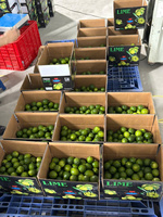 Premium pitloze limoen uit Vietnam – Verse groene citrusvrucht, hoog sapgehalte voor export