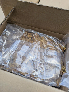 WHOLESALE DRIED SEA MOSS/IRISH SEA MOSS// Ms. Lima - Product Image 6