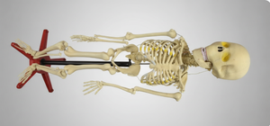 Modelo de Esqueleto de Anatomía Humana CROWN de PVC, Tamaño Real, Educativo para Escuelas, Facultades de Medicina, Laboratorios, OEM - Product Image 6